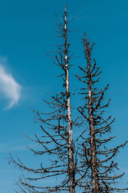 low angle view of pines against blue sky  clipart