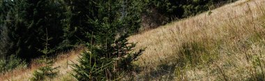 panoramic shot of evergreen pines near golden barley field  clipart