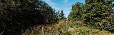 panoramic shot of evergreen trees against blue sky  clipart