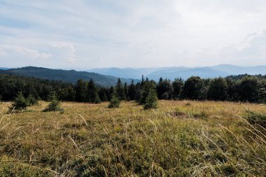 gökyüzüne karşı yeşil ağaçlar ile dağlarda altın çim