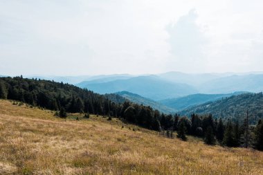 golden meadow in mountains with green trees against sky clipart