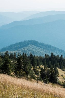  fir trees in mountains near golden lawn against sky clipart