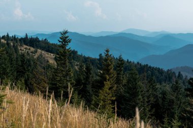 selective focus of fir trees in mountains near lawn against sky clipart