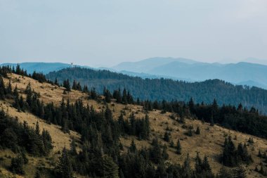 gökyüzüne karşı dağlarda çam ağaçları ile sarı çim 