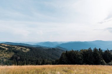 yellow barley in meadow near mountains against sky  clipart