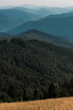 yeşil dağların yakınındaki çayırda sarı arpa