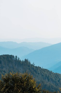 tepede köknar ağaçları nın yanındaki dağların mavi silueti