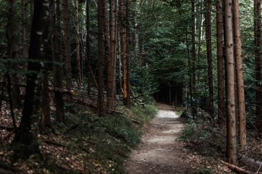 selective focus of sunshine on path near fir trees in woods  clipart