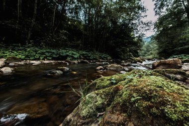 green mold on wet stones near flowing stream   clipart