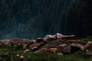 taşlar ve ağaçlar yakınında yeşil ve taze çim 