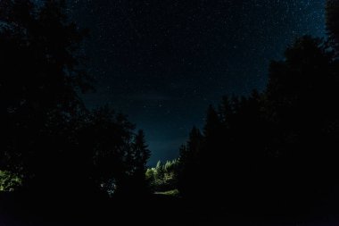 blue night sky with shining stars near trees  clipart