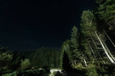 parlayan yıldızlarla gece gökyüzüne karşı yeşil ağaçların düşük açı görünümü 
