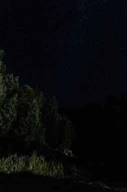 low angle view of trees against night sky with stars  clipart