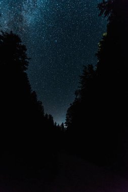 gece gökyüzü yıldızlarla ormanda parlıyor 