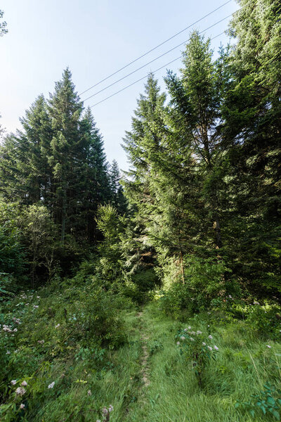 green fir trees against blue sky 