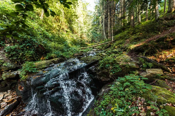 Tekoucí Řeka Mokrých Kamenů Lesích — Stock fotografie