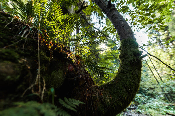 selective focus of green leaves on branches in park 
