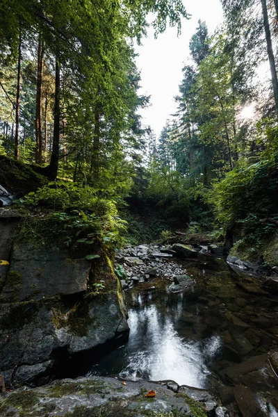 Зелена Цвіль Каменях Біля Озера Дерев Парку — стокове фото