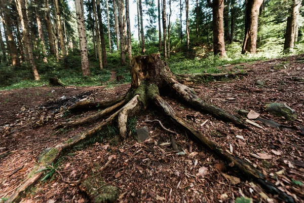 chopped tree with roots near plants in woods 
