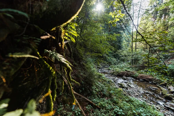 Ormanda Akan Nehrin Yakınındaki Dalların Seçici Odak Noktası — Stok fotoğraf