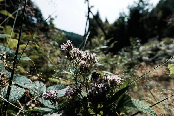 Selektywne Skupienie Dzikich Kwiatów Pobliżu Zielonych Liści — Zdjęcie stockowe