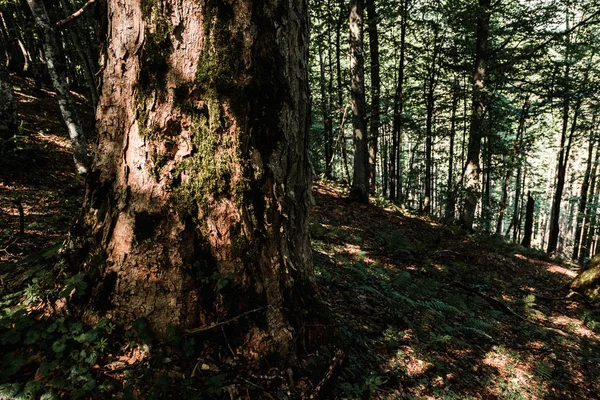 Sluneční Paprsky Kmeni Stromů Nedaleko Rostlin Lesích — Stock fotografie