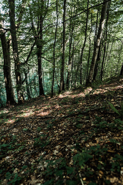 shadows on ground near trees with green fresh leaves in forest 