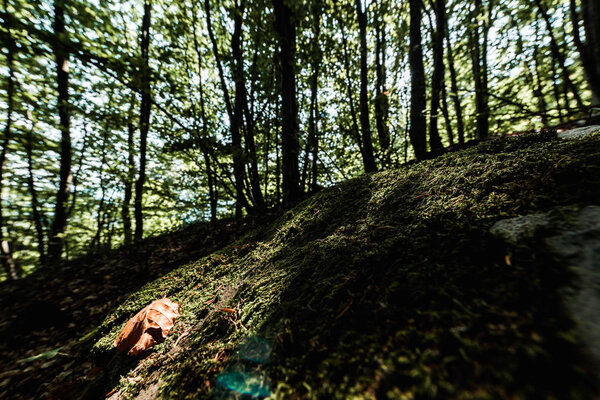 shadows on trees with green fresh leaves in forest 