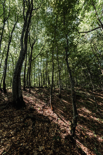 shadows on ground near trees with fresh leaves in forest 