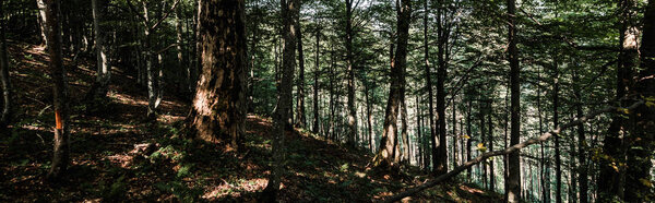 panoramic shot of shadows on ground near trees with green fresh leaves in forest 