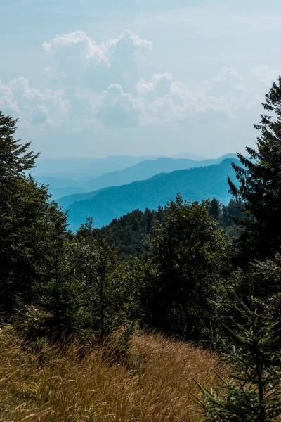 Campo Oro Cerca Pinos Montañas Contra Cielo Con Nubes — Foto de Stock