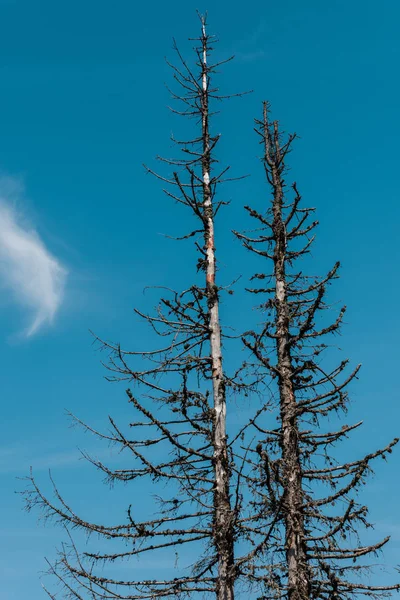 low angle view of pines against blue sky 