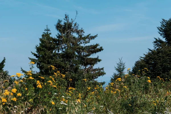 low angle view of evergreen trees near blooming wildflowers 