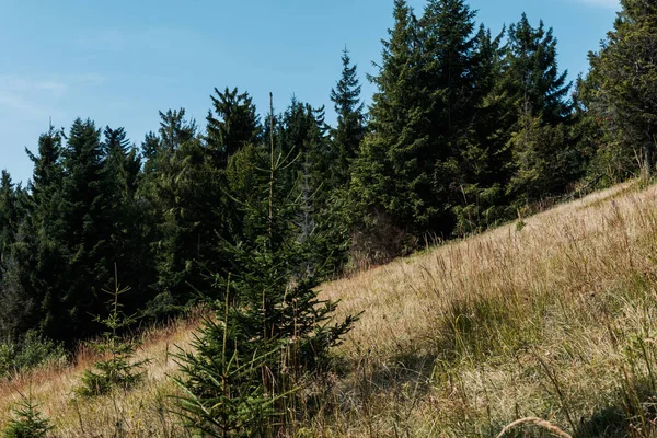 evergreen firs near golden field against sky 