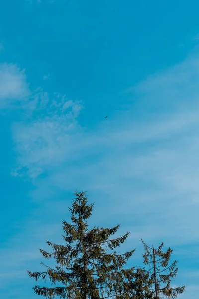 low angle view of evergreen fir trees against blue sky 