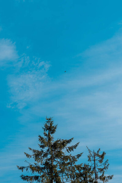 low angle view of evergreen fir trees against blue sky 