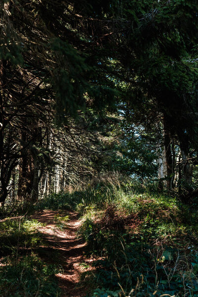 shadows on path near green trees in woods 