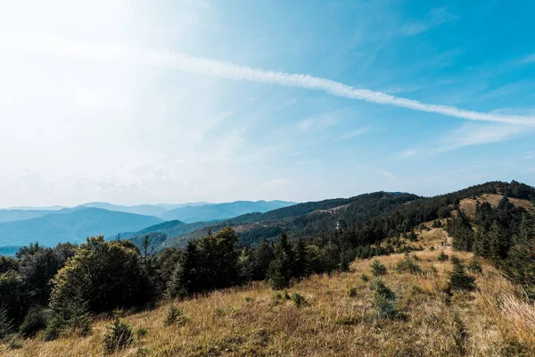 Sol Campo Dorado Con Árboles Verdes Contra Cielo —  Fotos de Stock