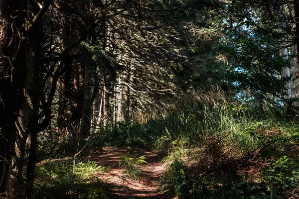 Árvores Verdes Floresta Verão Com Luz Solar Chão — Fotografia de Stock