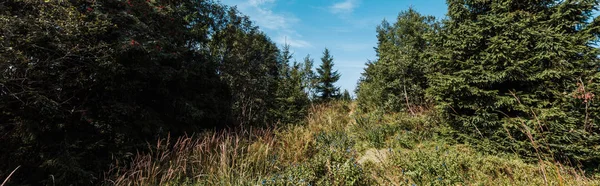 Panoramatický Záběr Stálezelených Stromů Proti Modrému Nebi — Stock fotografie