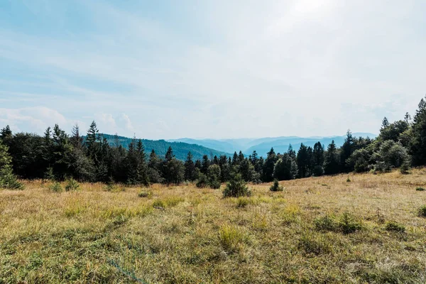 stock image pine trees in golden field in mountain valley 