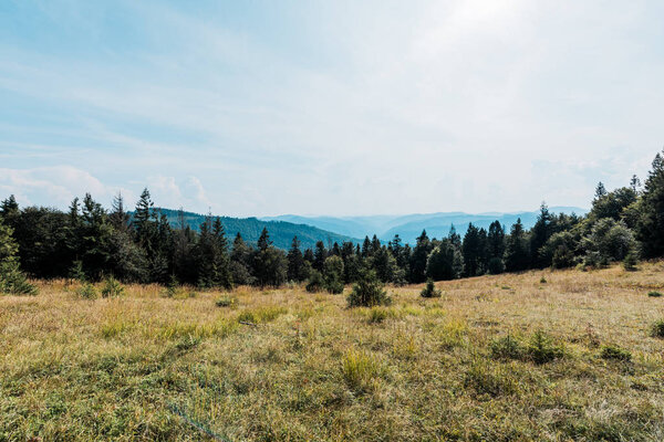 pine trees in golden field in mountain valley 