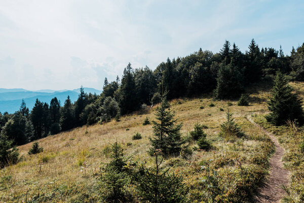 pine trees in golden field near walkway in mountains 