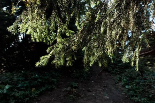 sunshine on branches of evergreen pine tree 