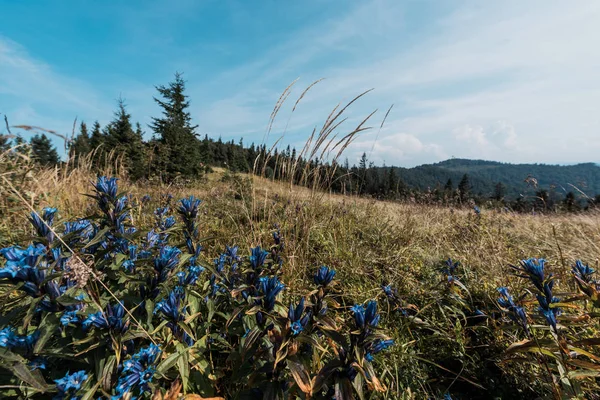 Niebieskie Dzikie Kwiaty Polu Pobliżu Zielonych Drzew Przed Niebem — Zdjęcie stockowe