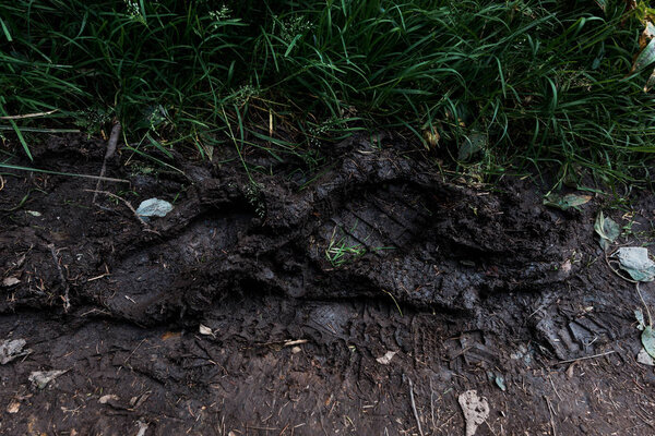 footprints on ground with mud near green grass 