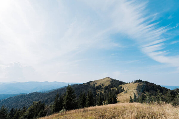 луг в горах с зелеными елками против неба
