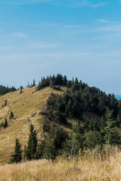Żółte Pole Pobliżu Zielonych Drzew Jodłowych Wzgórzu Przed Błękitnym Niebem — Zdjęcie stockowe