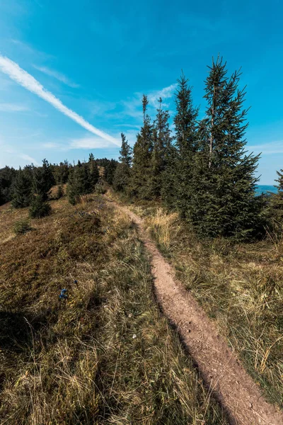 Διάδρομος Κοντά Χωράφι Και Πράσινα Έλατα Λόφο Κατά Του Γαλάζιου — Φωτογραφία Αρχείου