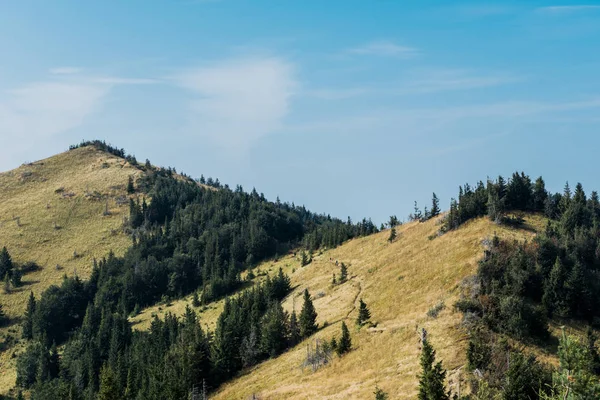 yellow field near green fir trees on hills against blue sky 
